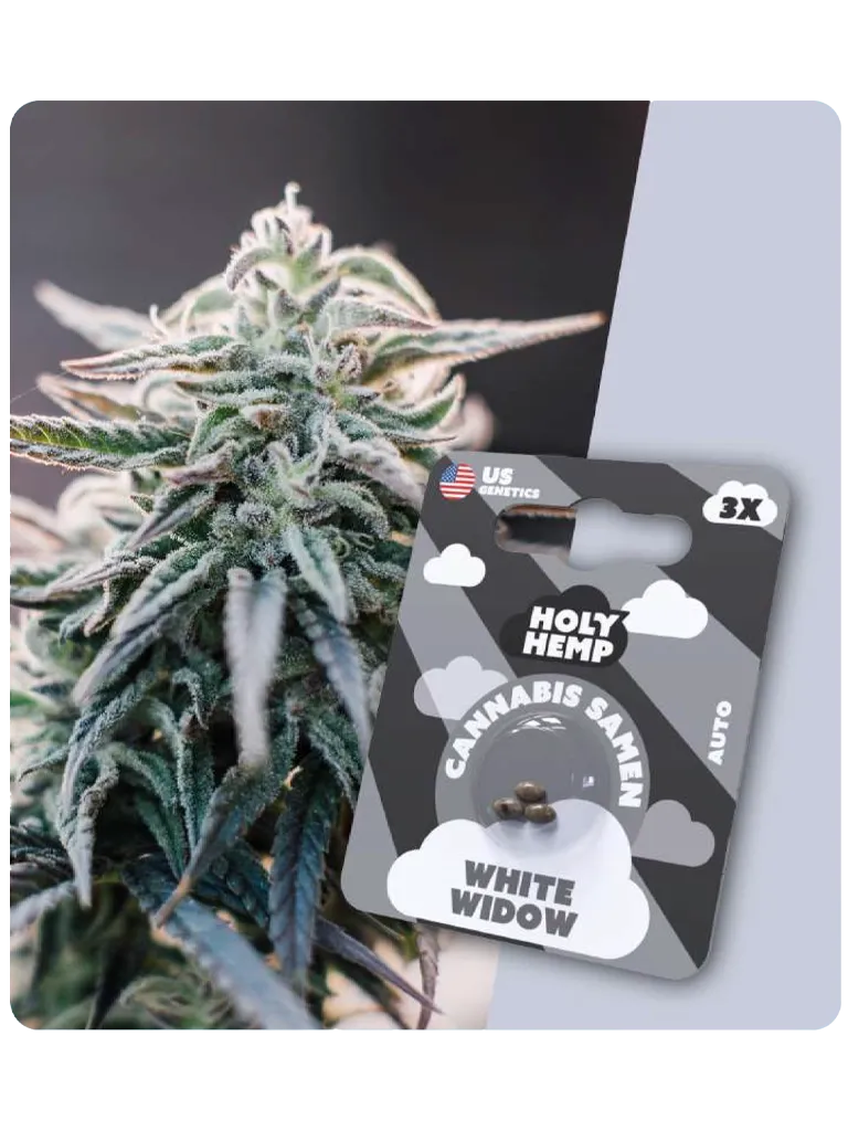 Cannabis Samen - White Widow (3 Stück)