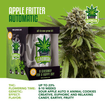 iGrowCan Automatic | Apple Fritter