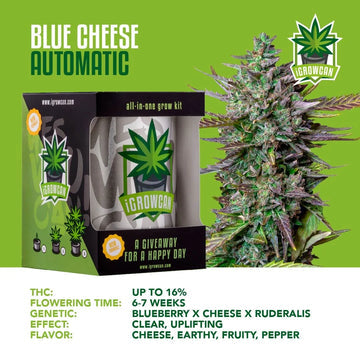 iGrowCan Automatic | Blue Cheese