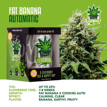 iGrowCan Automatic | Fat Banana