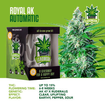 iGrowCan Automatic | Royal AK