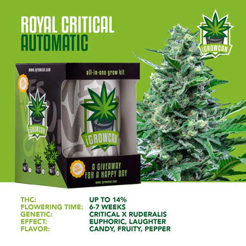 iGrowCan Automatic | Royal Critical
