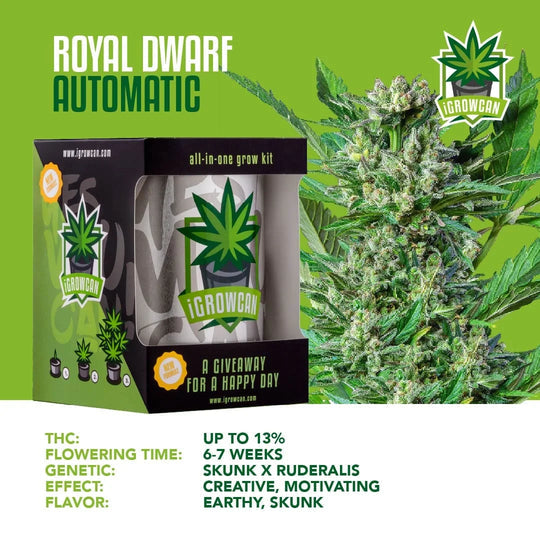 iGrowCan Automatic | Royal Dwarf