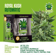 iGrowCan Automatic | Royal Kush