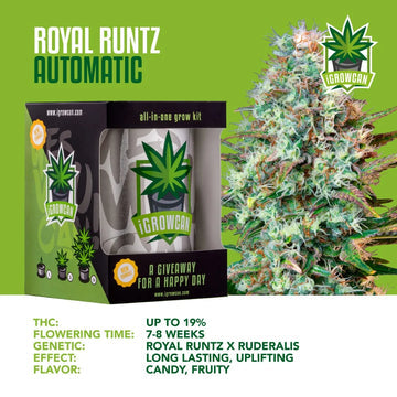 iGrowCan Automatic | Royal Runtz